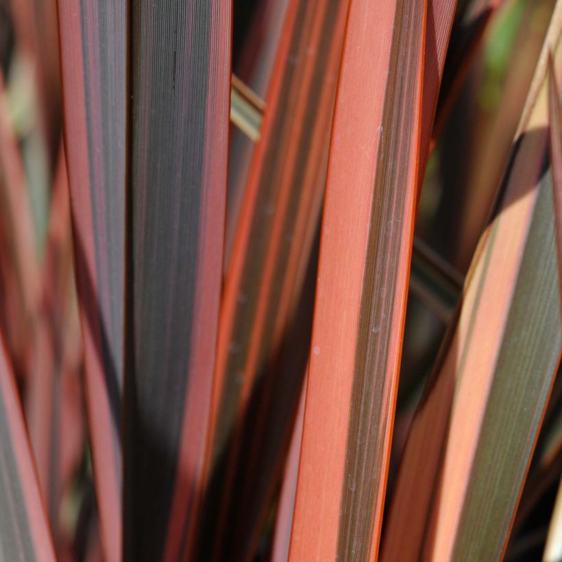 Phormium tenax Sundowner - New Zealand Flax (Foliage)