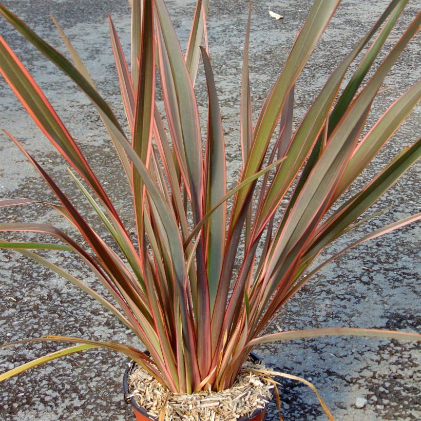 Phormium tenax Sundowner - New Zealand Flax (Plant habit)