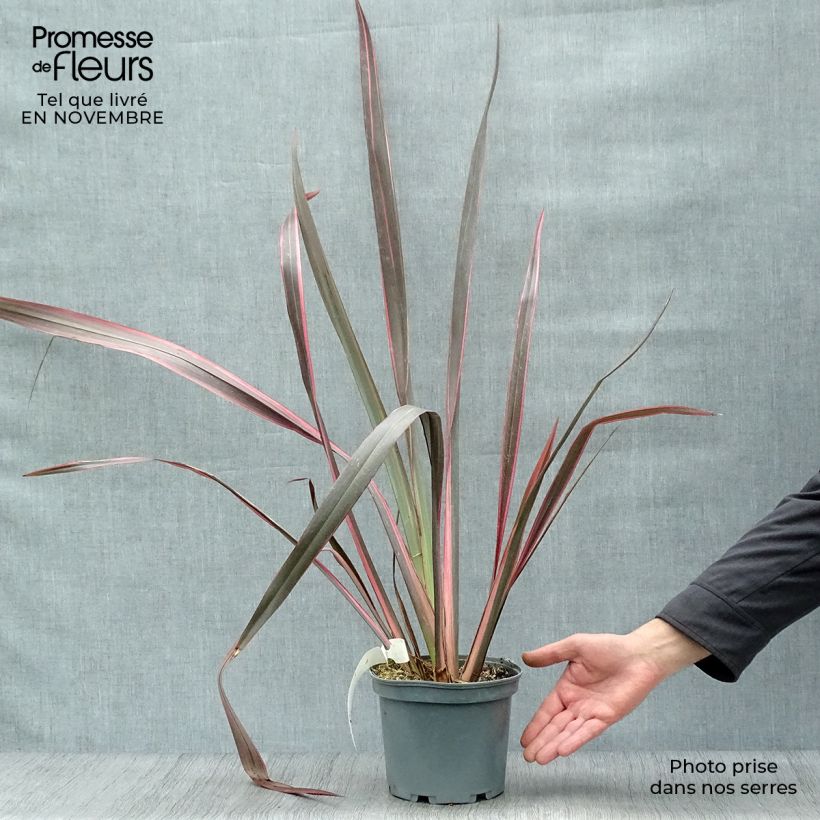 Phormium Sundowner - Lin de Nouvelle-Zélande en pot de 2/3L sample as delivered in autumn