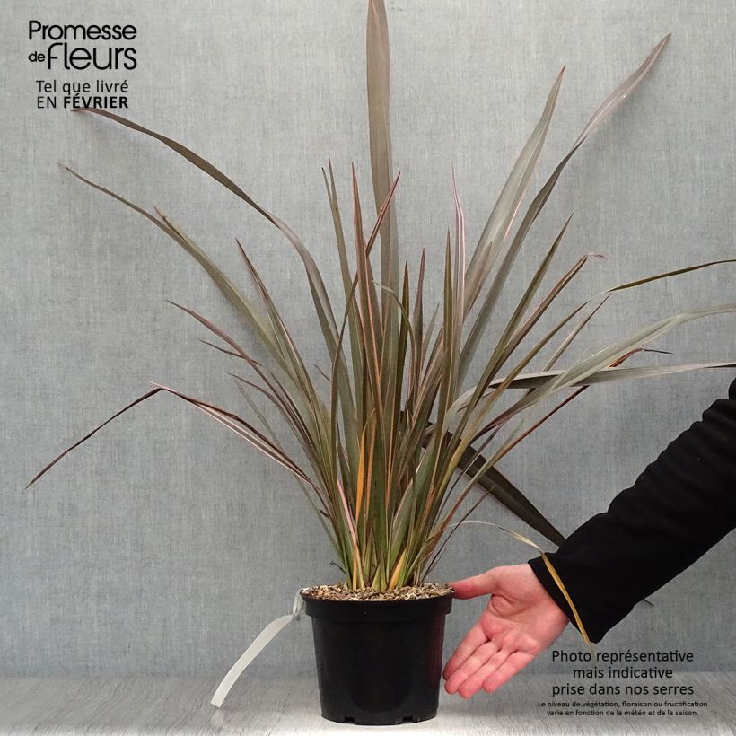 Phormium Sundowner - Lin de Nouvelle-Zélande en pot de 2/3L sample as delivered in winter