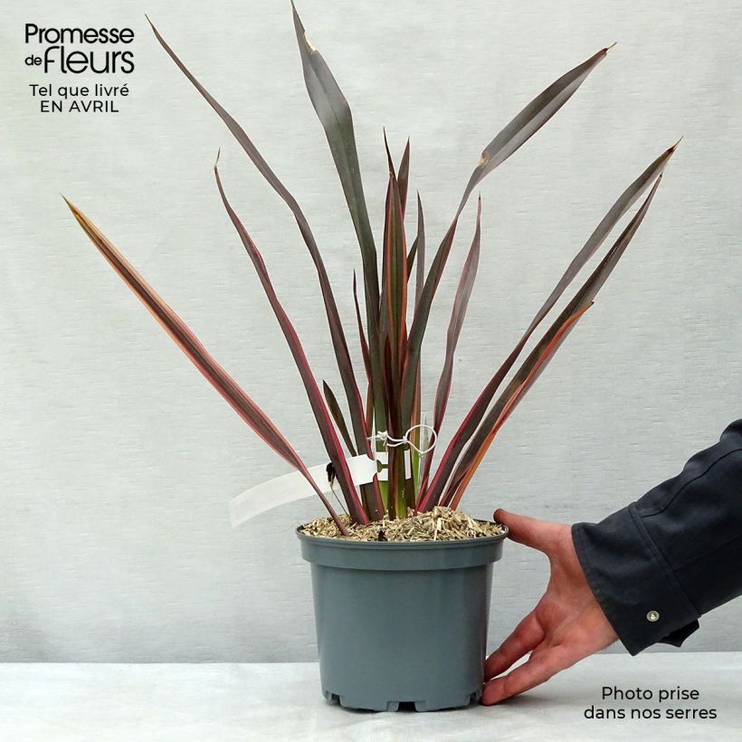 Phormium tenax Sundowner - New Zealand Flax sample as delivered in spring