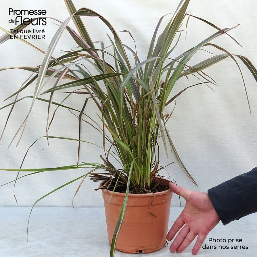 Phormium Sundowner - Lin de Nouvelle-Zélande en pot de 4/5L sample as delivered in winter