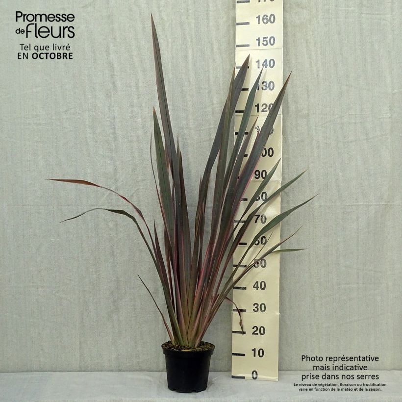 Phormium Sundowner - Lin de Nouvelle-Zélande en pot de 4/5L sample as delivered in autumn