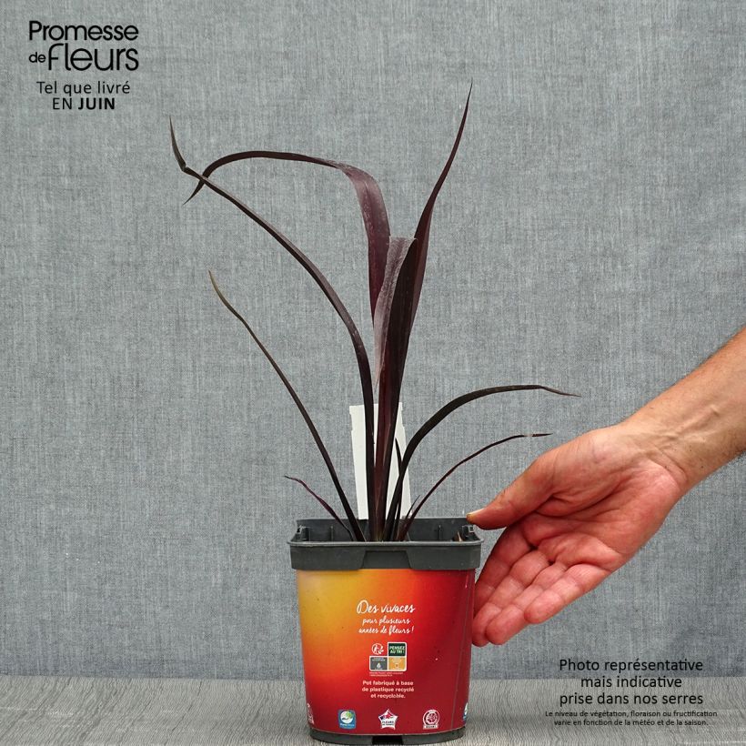 Phormium cookianum Black adder 2L/3L pot sample as delivered in summer