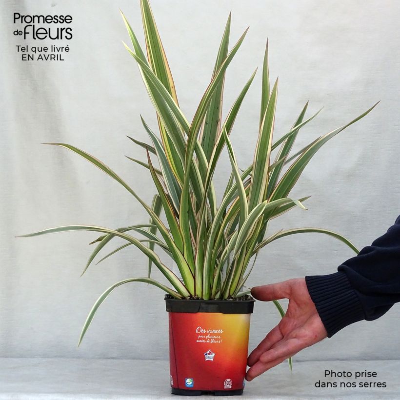 Phormium cookianum subsp. hookeri Tricolor sample as delivered in spring