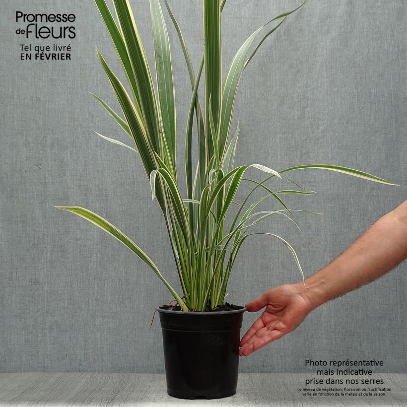 Phormium cookianum subsp. hookeri Tricolor 3L/4L pot sample as delivered in autumn