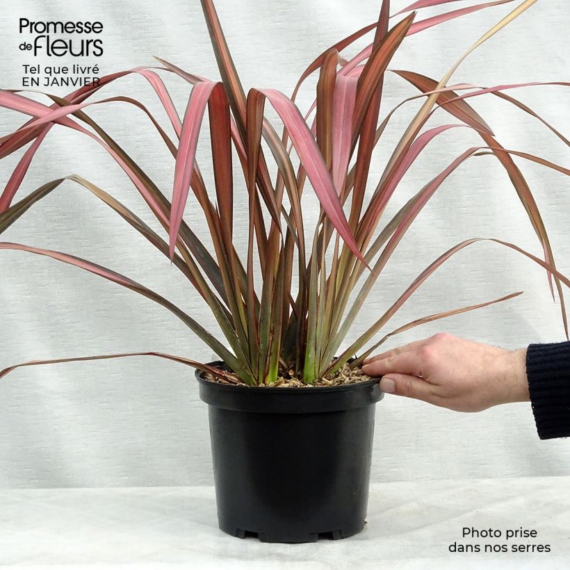 Phormium tenax Evening Glow - Lin de Nouvelle-Zélande en pot de 4L/5L sample as delivered in winter