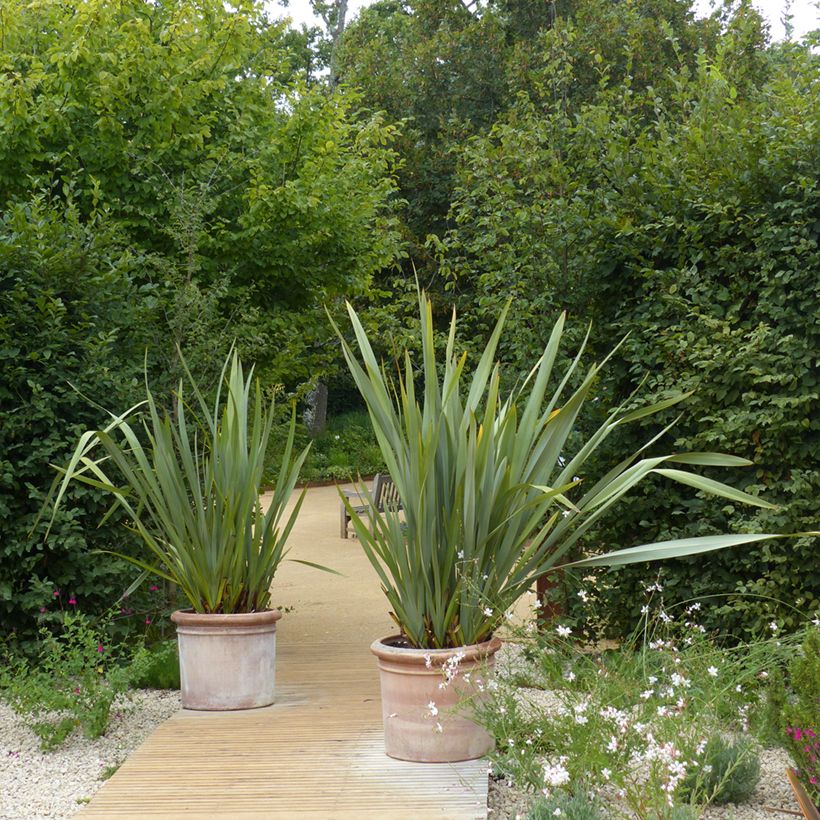 Phormium tenax - New Zealand Flax (Plant habit)