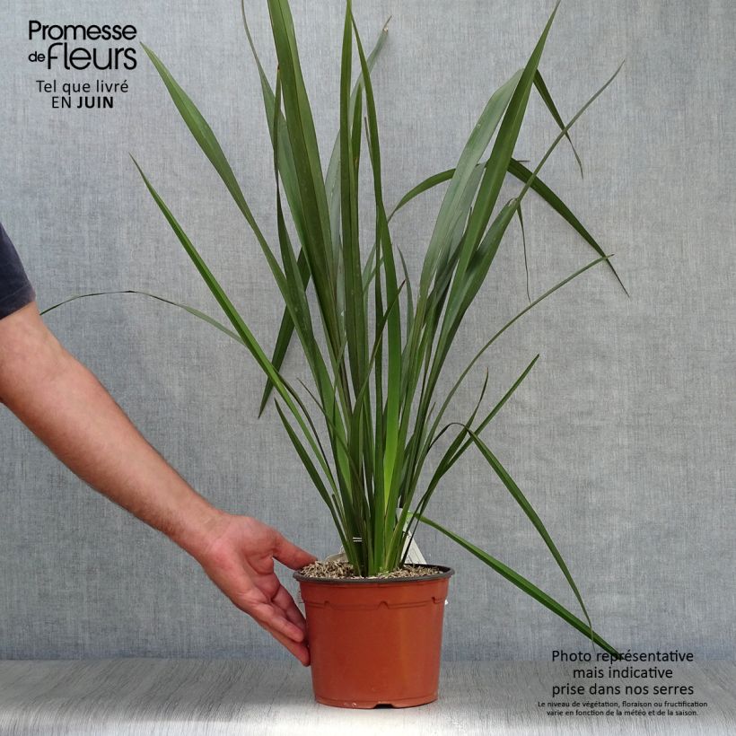 Phormium tenax - New Zealand Flax 2L/3L pot sample as delivered in summer