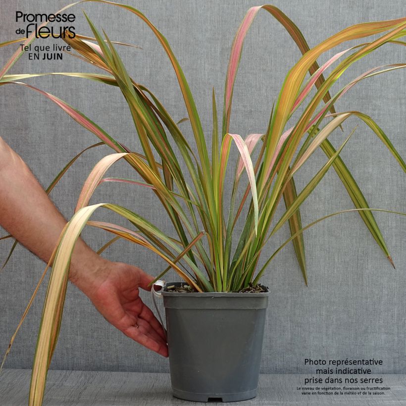 Example of Phormium tenax - New Zealand Flax as you get in ete