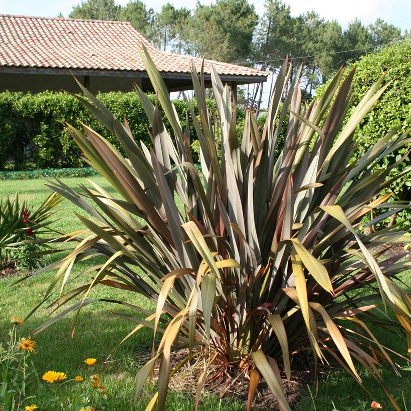 Phormium tenax Purpureum - New Zealand Flax (Plant habit)