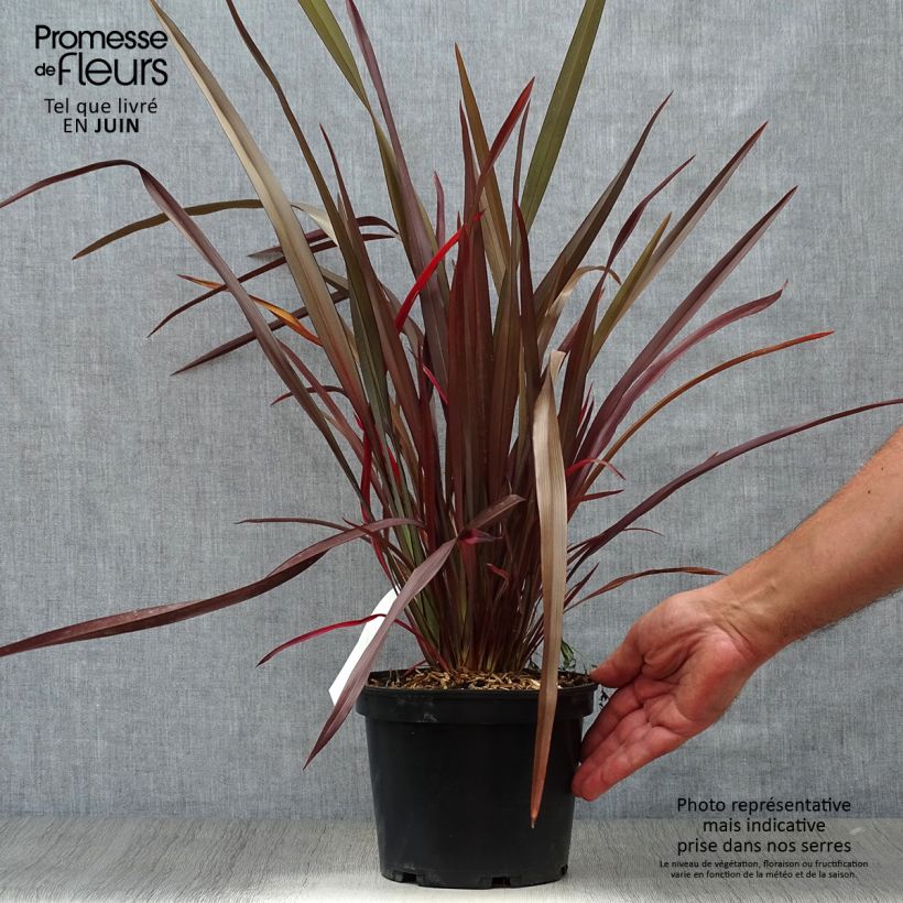 Phormium tenax Purpureum - New Zealand Flax 2L/3L pot sample as delivered in summer