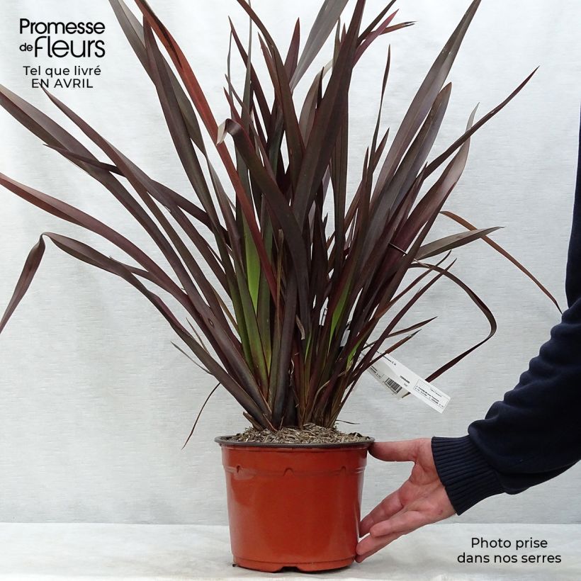 Phormium tenax Purpureum - New Zealand Flax 2L/3L potShipped height around 40/50cm sample as delivered in spring
