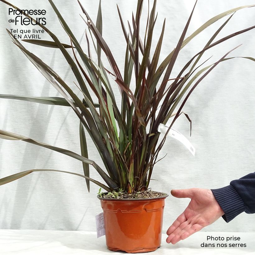 Phormium tenax Purpureum - New Zealand Flax sample as delivered in spring