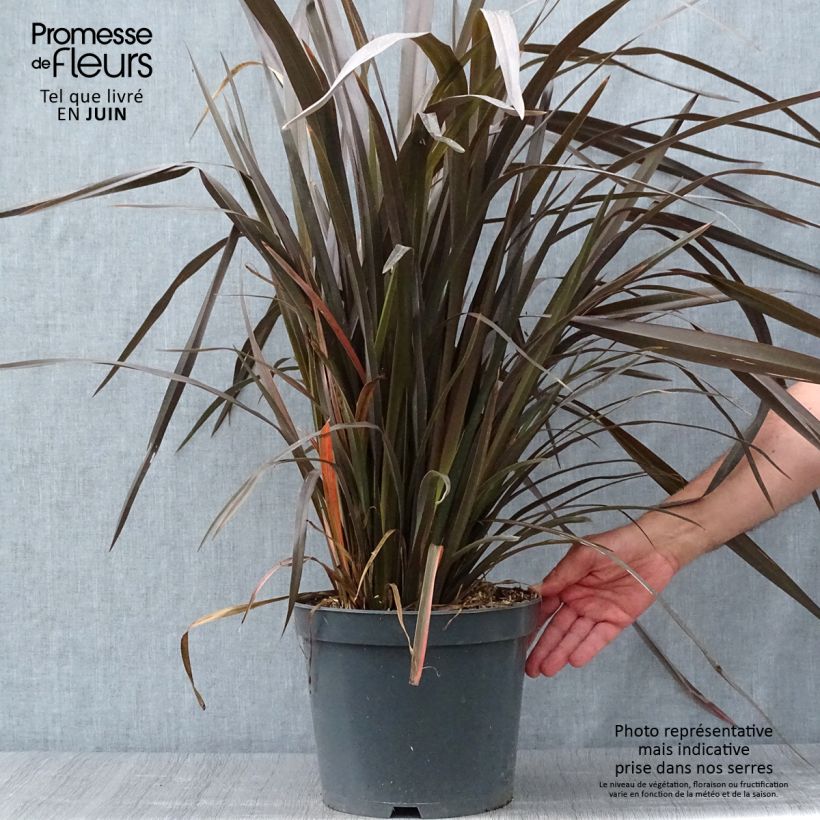 Phormium tenax Purpureum - New Zealand Flax 7.5L/10L pot sample as delivered in summer
