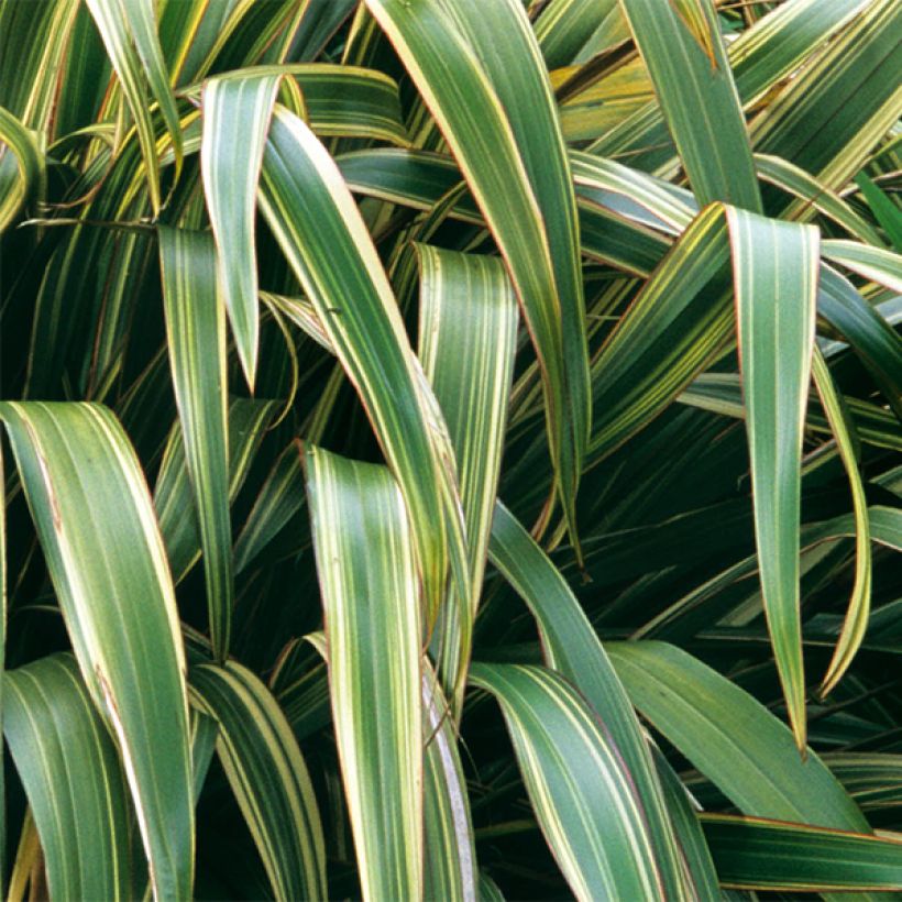 Phormium tenax Variegatum - New Zealand Flax (Foliage)