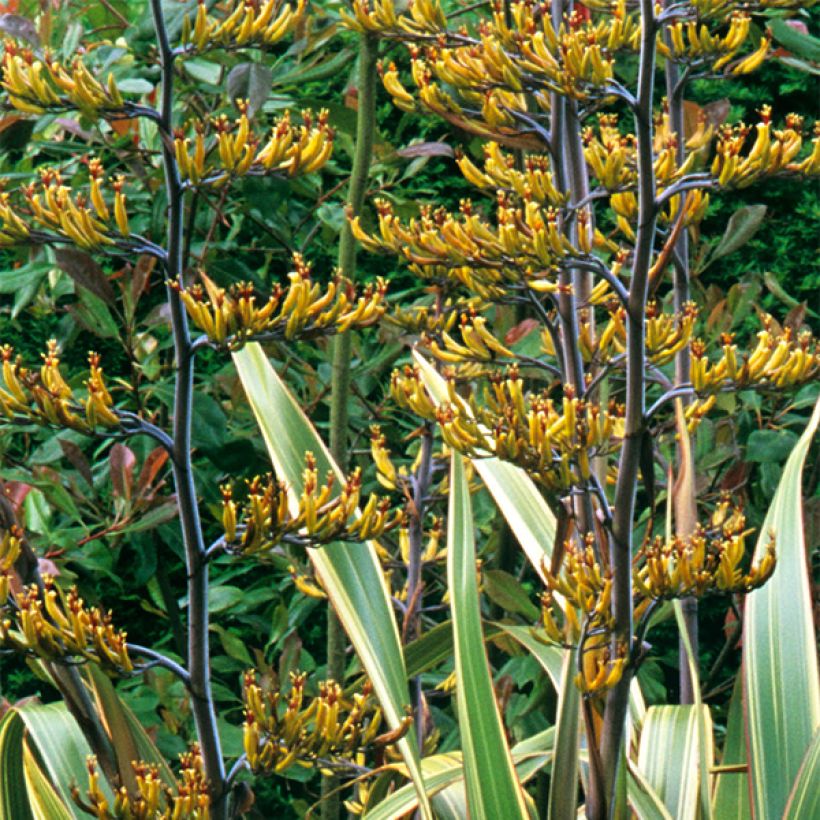 Phormium tenax Variegatum - New Zealand Flax (Flowering)