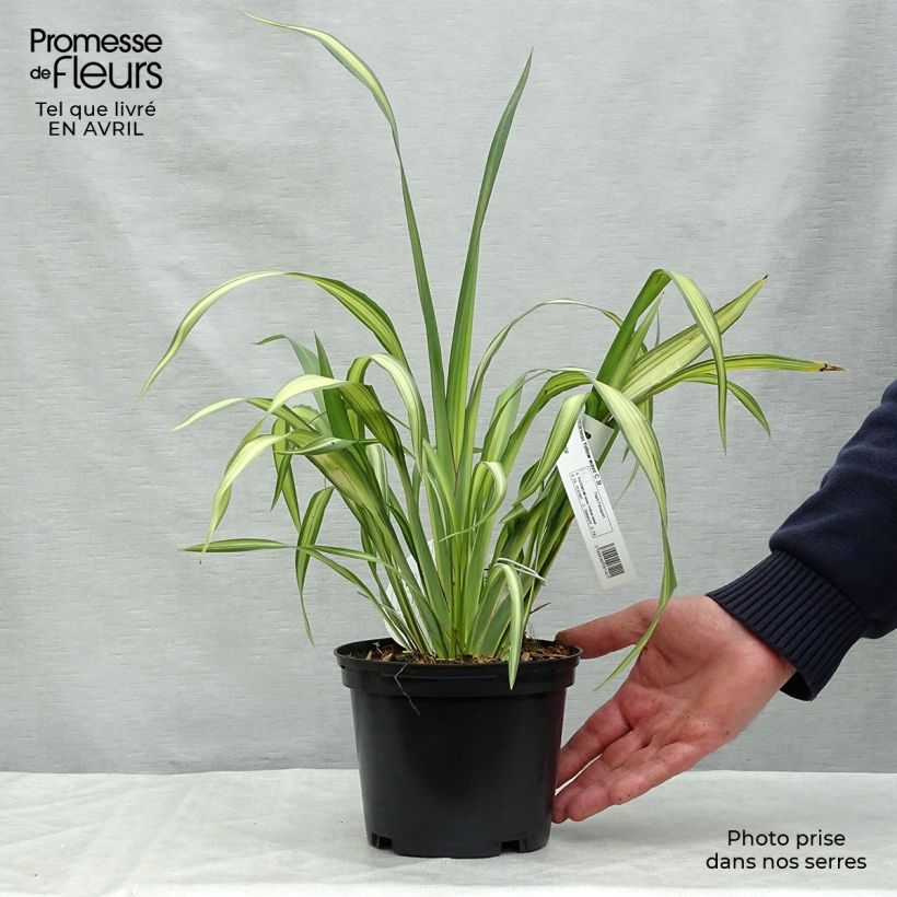 Phormium tenax Yellow Wave - New Zealand Flax sample as delivered in spring