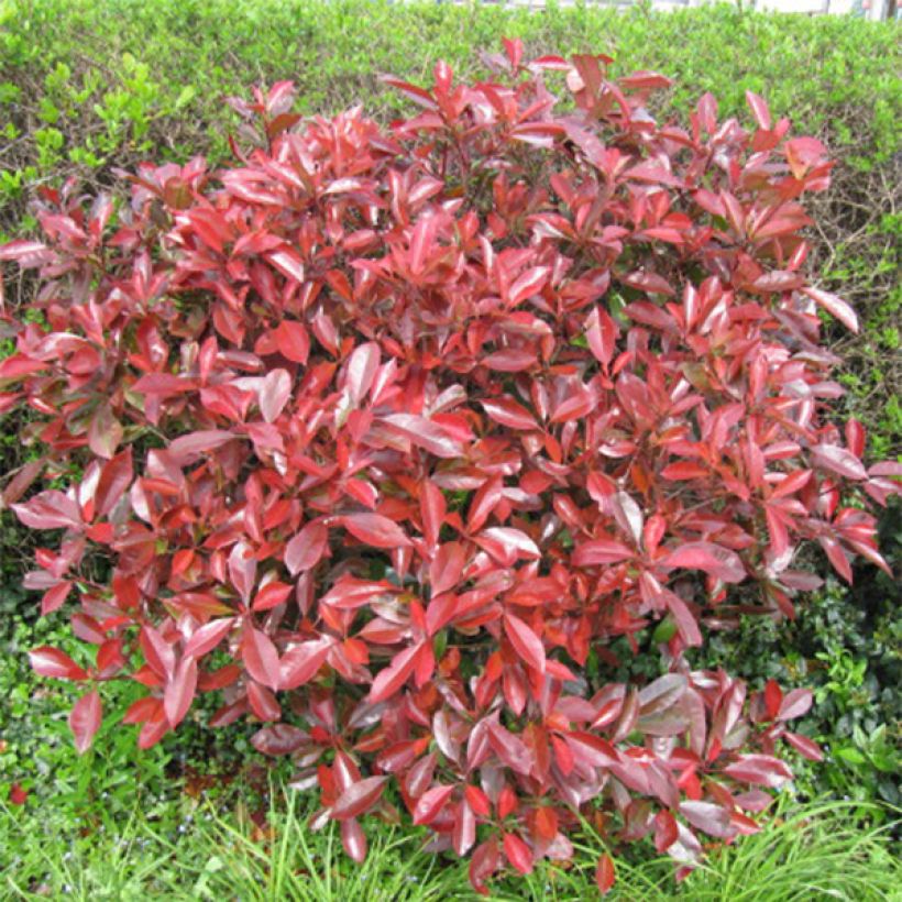 Photinia fraseri Little Red Robin - Christmas Berry (Plant habit)