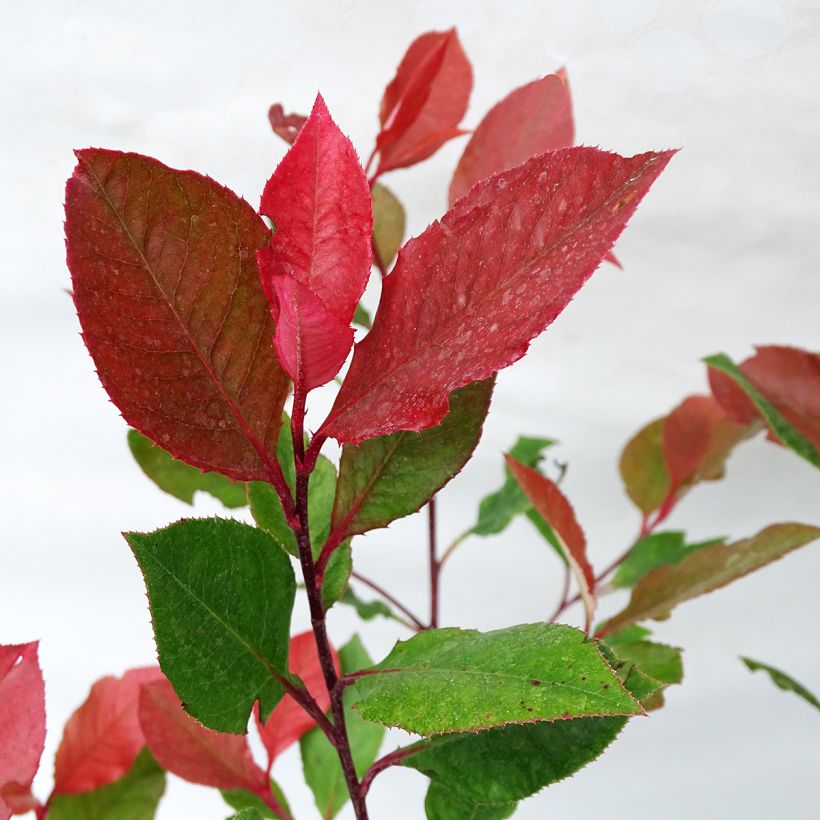 Photinia fraseri Little Red Robin - Christmas Berry (Foliage)