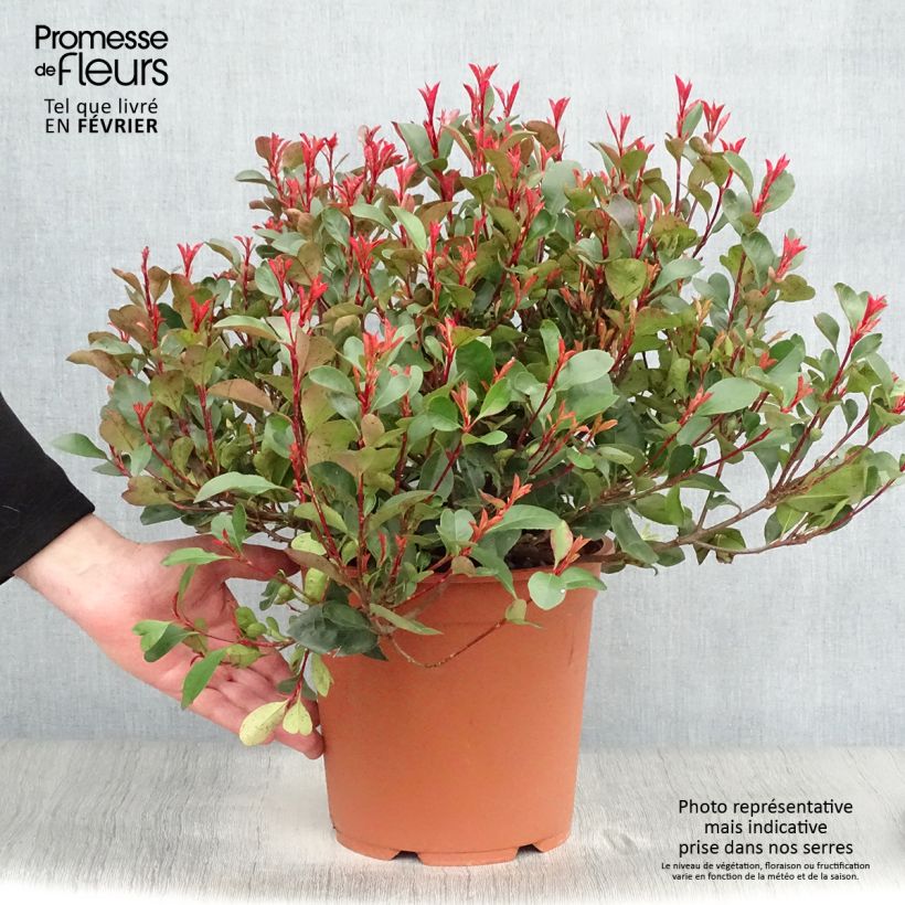 Photinia Little Red Robin en pot de 10L sample as delivered in winter