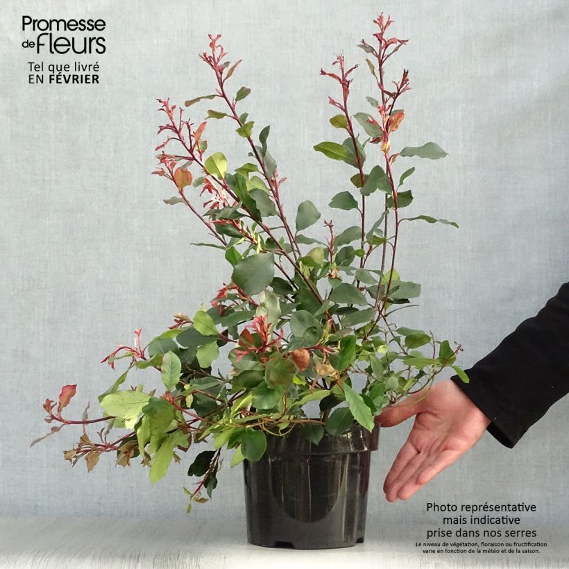 Photinia Little Red Robin en pot de 2L/3L sample as delivered in winter