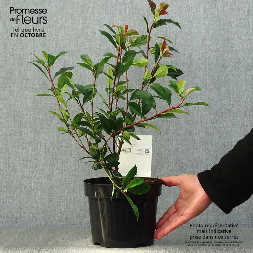 Photinia fraseri Carré Rouge 30/40cm en pot de 2/3L sample as delivered in autumn