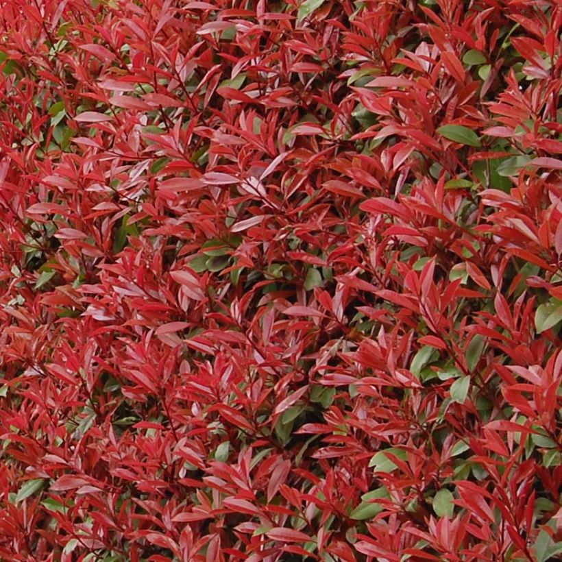 Photinia x fraseri 'Carré Rouge' (Foliage)