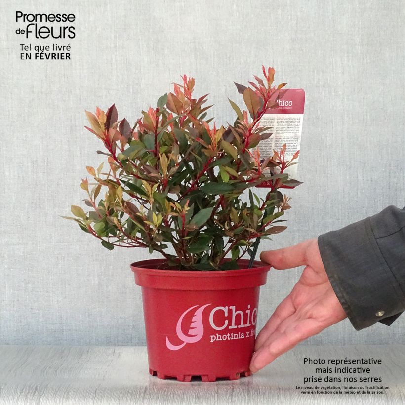 Photinia fraseri Chico Pot de 2L/3L sample as delivered in winter