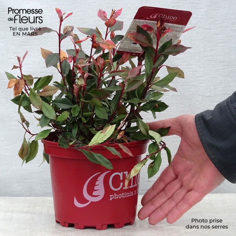 Photinia  fraseri Chico - Christmas Berry sample as delivered in spring