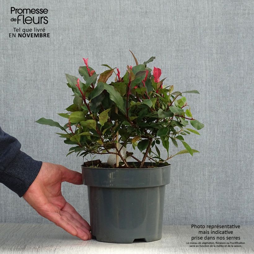 Photinia fraseri Little Fenna Pot de 2L/3L sample as delivered in autumn