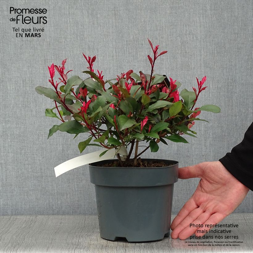 Photinia fraseri Little Fenna Pot de 2L/3L sample as delivered in winter