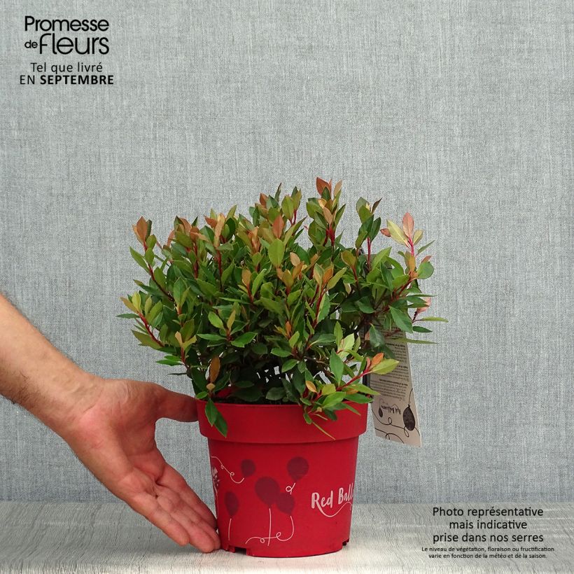 Photinia fraseri Red Ballcoon - Pot de 2L/3L sample as delivered in autumn