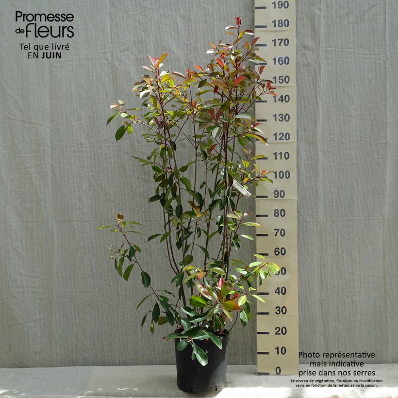 Photinia fraseri Red Robin - Christmas Berry sample as delivered in spring