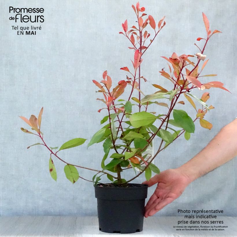 Photinia fraseri Red Robin - Christmas Berry 2L/3L potShipped height around 25/35cm sample as delivered in spring