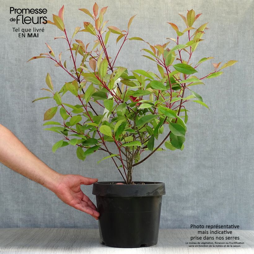 Photinia fraseri Red Robin - Christmas Berry sample as delivered in spring