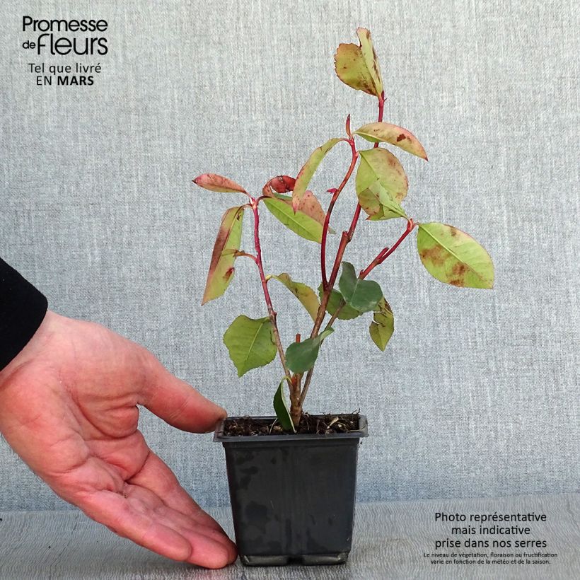 Photinia fraseri Red Robin Blood Godet de 9cm sample as delivered in winter