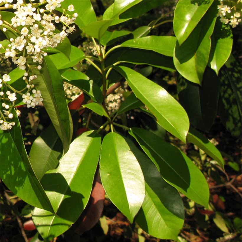 Photinia serratifolia (Foliage)