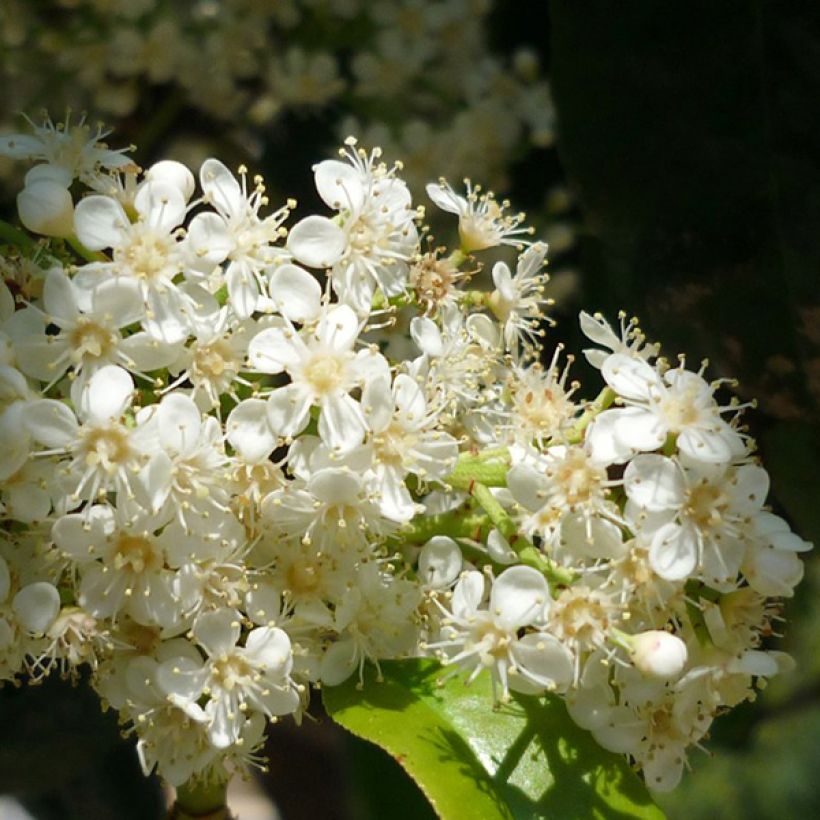 Photinia serratifolia (Flowering)