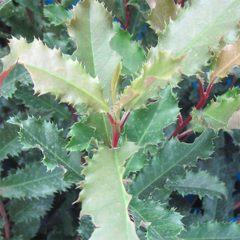 Photinia serratifolia Crunchy (Foliage)