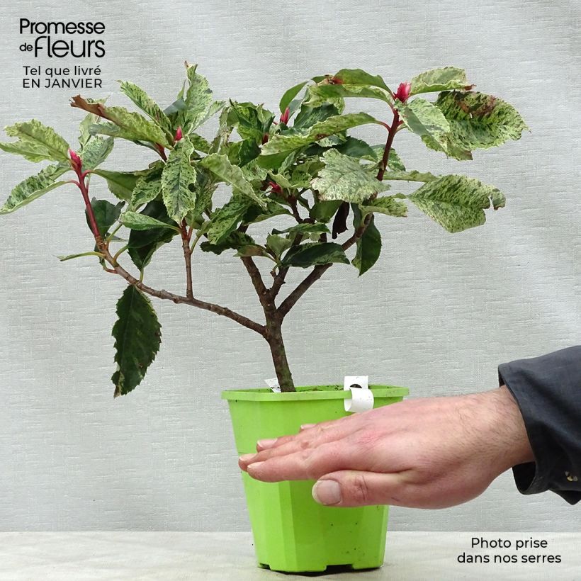 Photinia serratifolia Pink Crispy en pot de 1,3L sample as delivered in winter