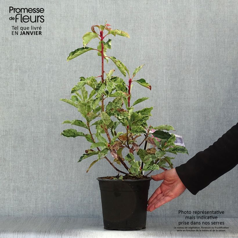 Photinia serratifolia Pink Crispy en pot de 4/5L sample as delivered in winter