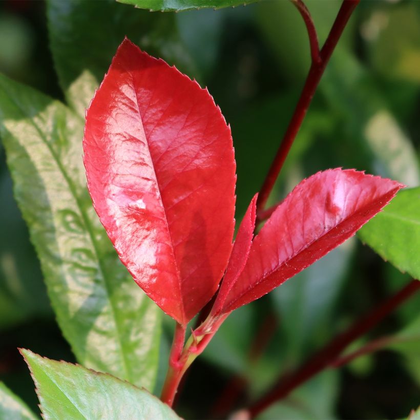 Photinia fraseri Baton Rouge - Christmas Berry (Foliage)