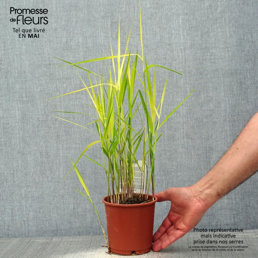 Phragmites australis - Roseau commun Pot de 1L/1.5L sample as delivered in spring