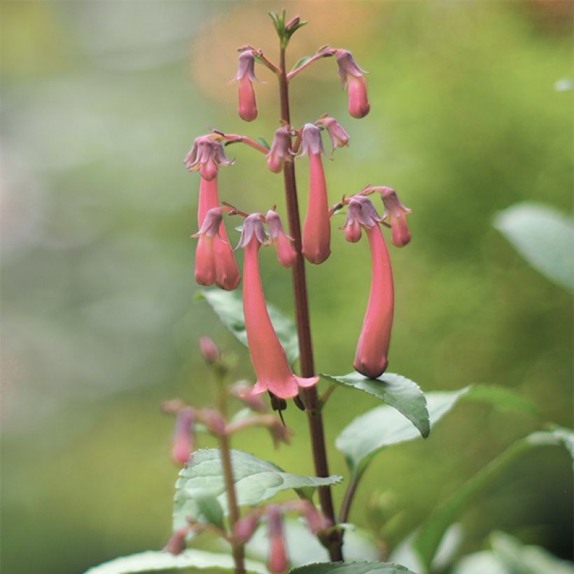 Phygelius aequalis Pink Trumpet - Cape Fuchsia (Flowering)