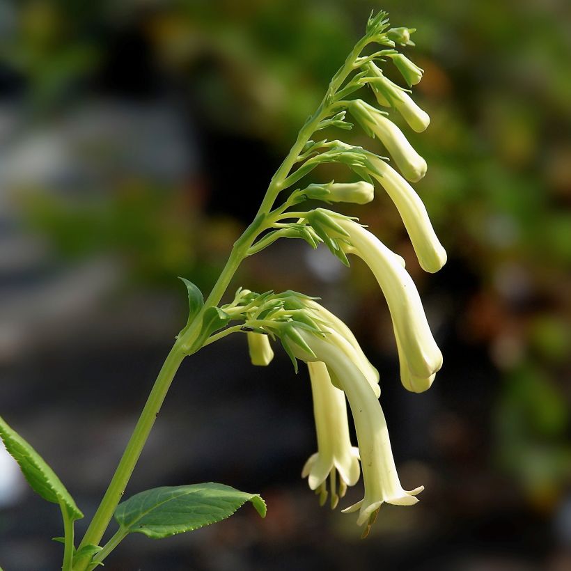 Phygelius aequalis Yellow Trumpet - Cape Fuchsia (Flowering)
