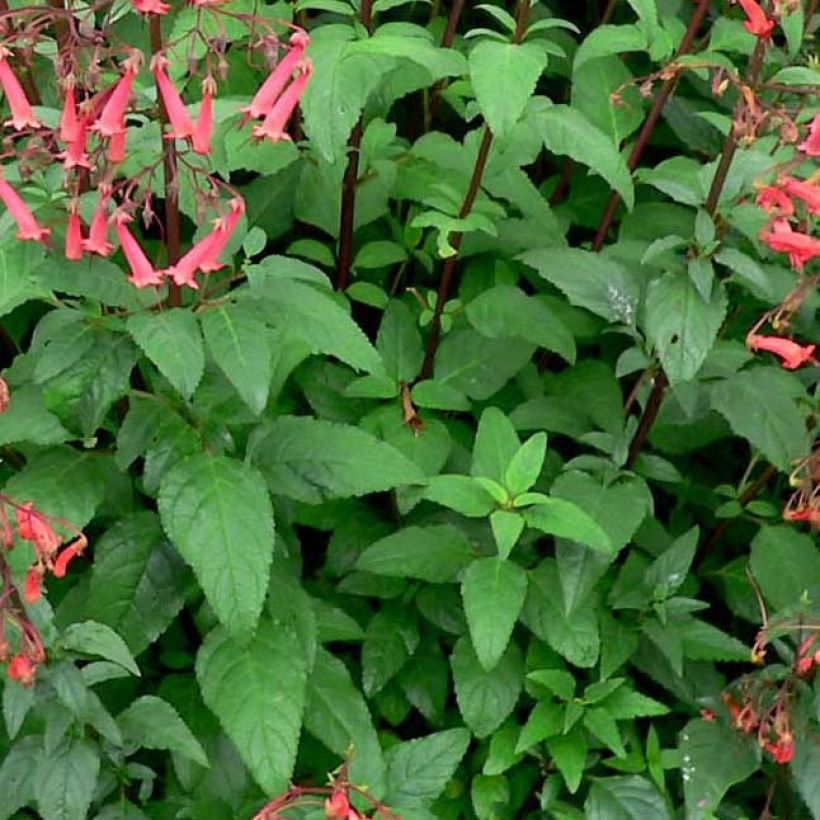 Phygelius capensis - Cape Fuchsia (Foliage)