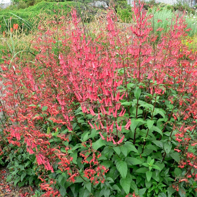 Phygelius capensis - Cape Fuchsia (Plant habit)