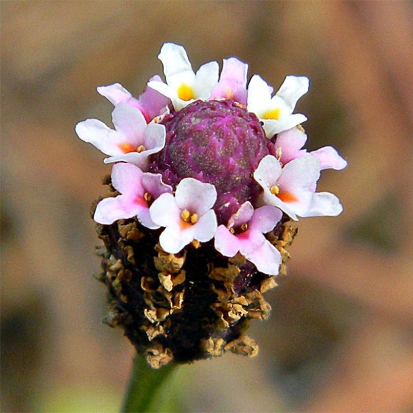 Phyla nodiflora - Capeweed (Flowering)