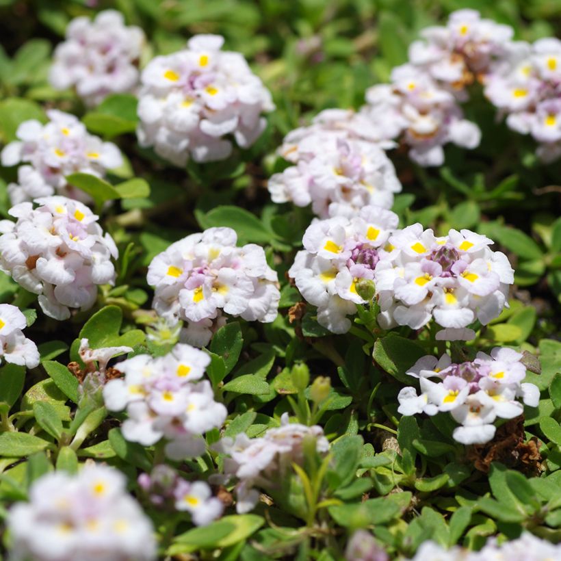 Phyla nodiflora var. canescens - Capeweed (Flowering)